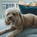 cute dog relaxing on sofa in living area at j sol luxury arlington apartments