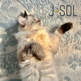 Bring your furry friends along for the adventure at J Sol! Our pet-friendly community loves to spoil our four-legged residents. 🐾
#JSolApartments #JSol #Arlington #ArlingtonVA #DiscoverArlington #ArlingtonVirginia #ArlingtonCounty #Ballston #LifeElevated #ballstonva #ballstonquarter #arlingtonapartments Instagram post from @jsolapartments on July 16, 2024 17:27:04pm
